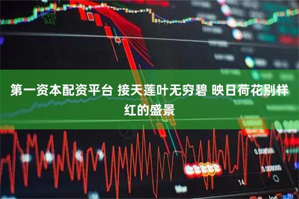 第一资本配资平台 接天莲叶无穷碧 映日荷花别样红的盛景